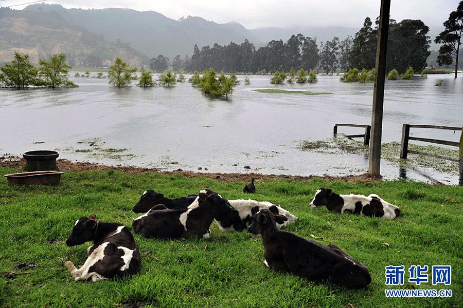 5月16日，几头奶牛躺在哥伦比亚波哥大附近被洪水淹没的区域旁休憩。