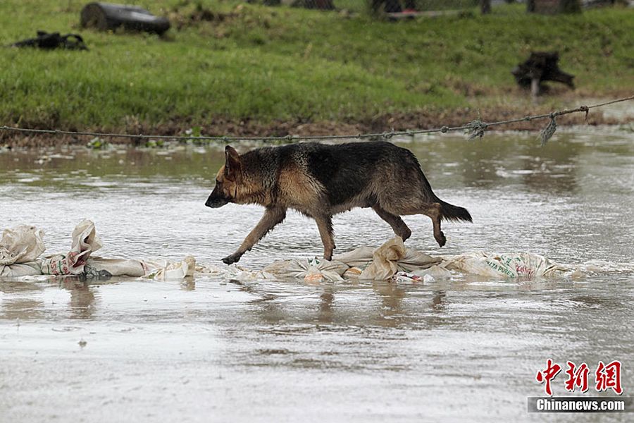 图为5月16日，在哥伦比亚波哥大附近被洪水淹没的农场，一只狗踩着抗洪沙袋走过积水地区。