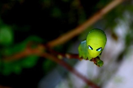 盘点全球15种酷似外星生物的毛毛虫