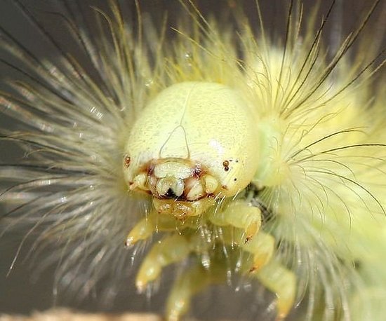苍毒蛾的幼虫，常见于英格兰和威尔士，通常是黄绿色的，拥有丰富的毛刺。