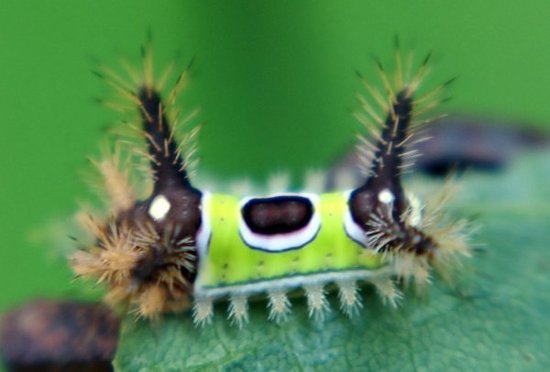 鞍背虫，一种常见的刺毛虫，它浑身布满的毛刺有剧毒，好在具有极强分辨度的形状和颜色让它难以隐藏。它只有1英寸长，两头呈凸起的深棕色部分，中间是陷下去的绿色部分，形状看起来就像个马鞍。