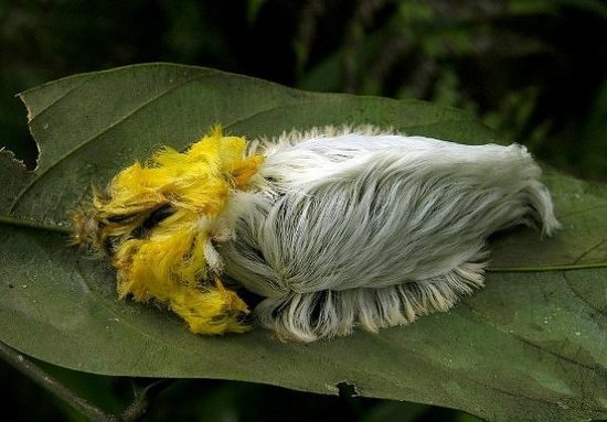 法兰绒飞蛾的幼虫，正如它的名字一样，它怎么看怎么像个法兰绒制成的毛茸茸的毛球。