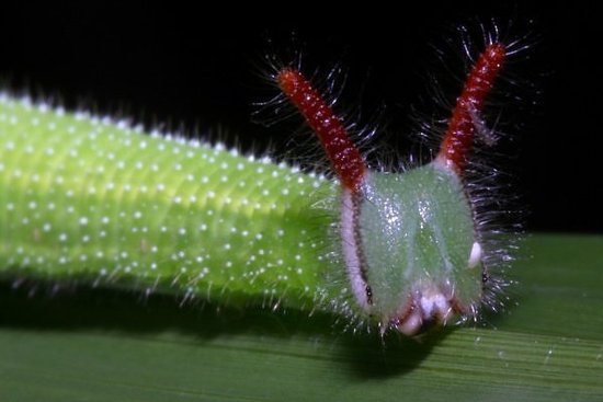 暮眼蝶幼虫，被发现于澳大利亚东部城市布里斯班地区。它的身体是绿色的，带有白色斑点，头部带有深绿色阴影，并长有黑色或深红色的长长触角。