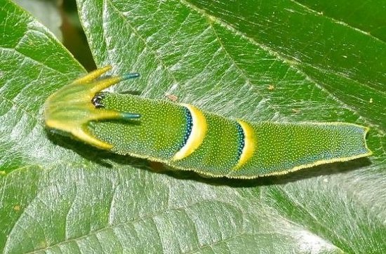 尾帝蝶和暮眼蝶一样，被发现于澳大利亚东部城市布里斯班地区。它的幼虫最大的特点就是头上颜色亮丽的四条触角，看起来就像中国神话中的龙王。