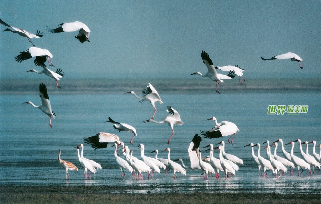 国际重要湿地，世界候鸟王国——鄱阳湖候鸟