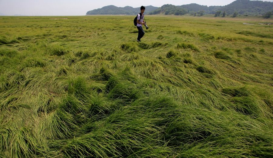 5月28日，一名摄影师走在鄱阳湖江西九江市虞家河乡坪头坝湖区长满绿草的裸露湖床上。新华社发（何光 摄）