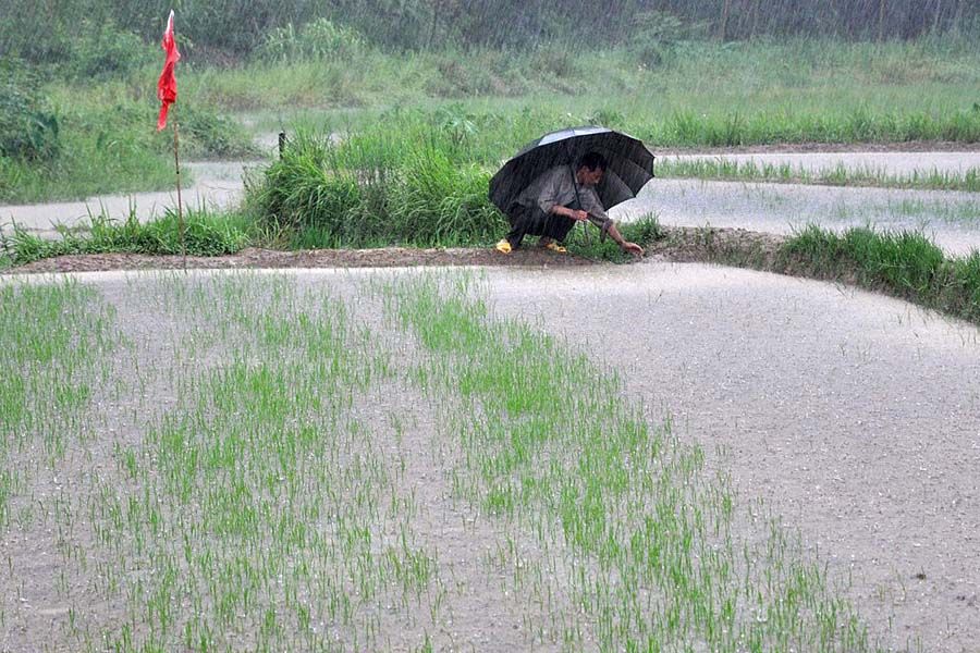 6月6日，江西德兴市，暴雨致洎水河水位上涨，部分农田被淹没。图为被淹的农田。胡敦煌/CFP