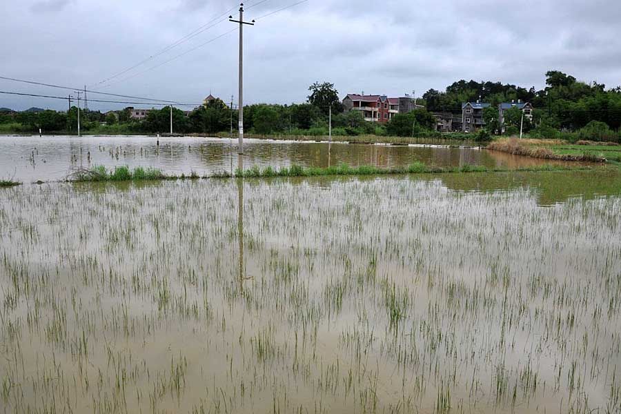 6月6日，江西德兴市，暴雨致洎水河水位上涨，部分农田被淹没。图为被淹的农田。胡敦煌/CFP