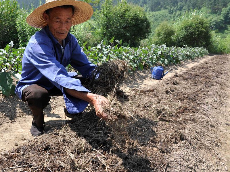 5月29日，在江西德兴市银城镇小吴园村，农民用茅草遮盖菜地，防止土地水分蒸发过快。