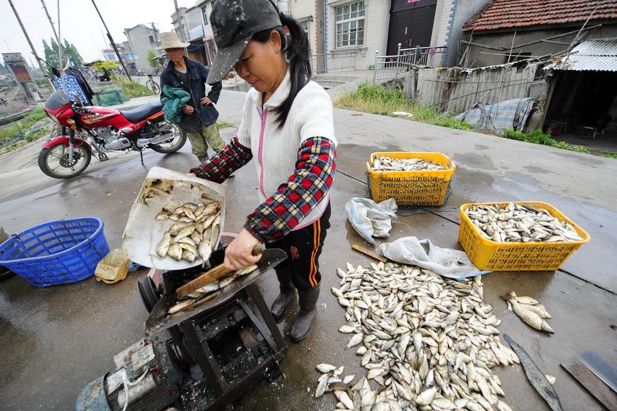 5月24日，一位买鱼人在岸边将死鱼用机器打碎，当作饲料。新华社记者 郝同前 摄
