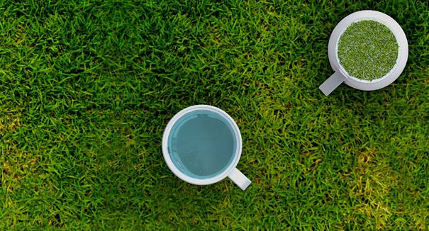 会长高的杯子——一个杯底长有小草的杯子（设计者：金斯克·金）