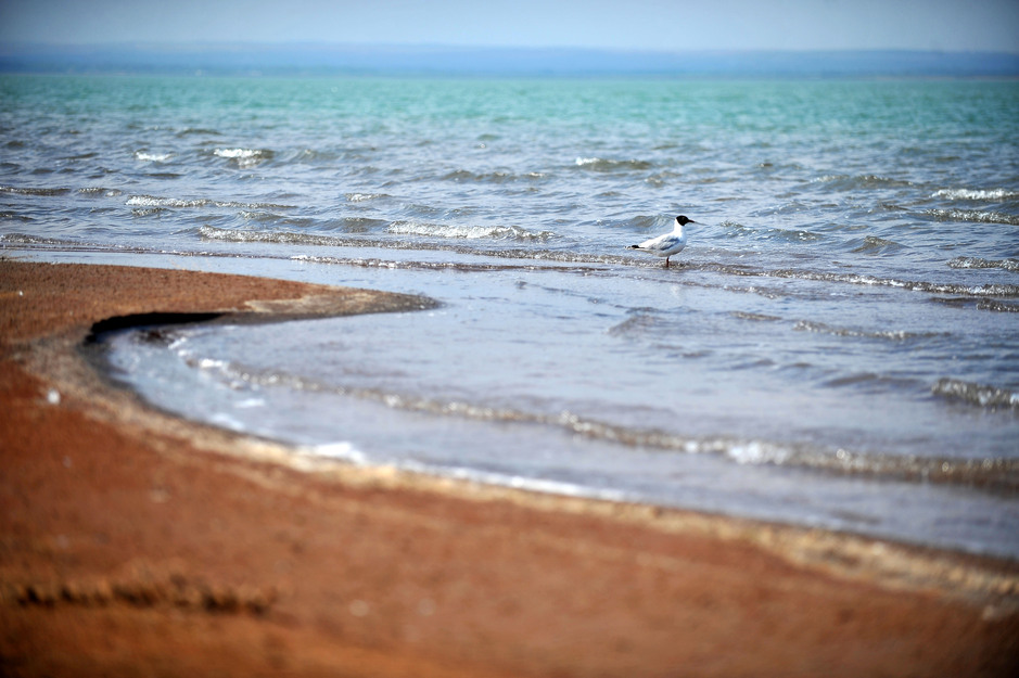 一只遗鸥站立在水中（6月24日摄）。目前红碱淖已由1996年历史最大水域面积67平方公里，缩减到41.8平方公里。