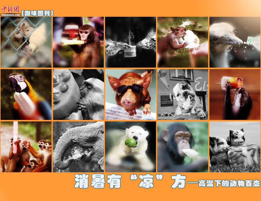 热浪来袭 看看动物们的趣味消暑百态