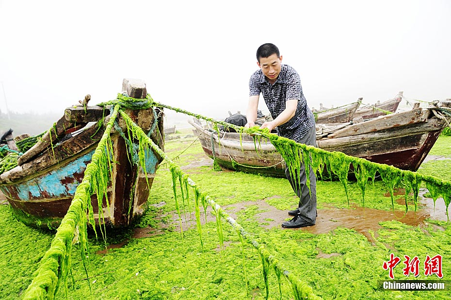 7月6日，青岛沿海海岸各海水浴场、沙滩均不同程度发现浒苔堆积，青岛市正组织有关部门按预案进行浒苔打捞清理工作。