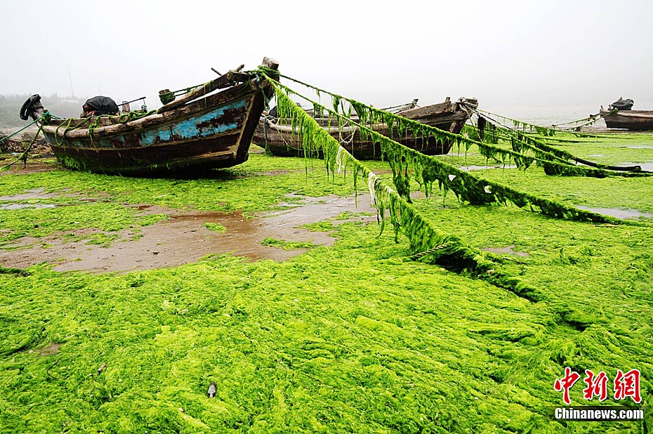 7月6日，青岛沿海海岸各海水浴场、沙滩均不同程度发现浒苔堆积，青岛市正组织有关部门按预案进行浒苔打捞清理工作。