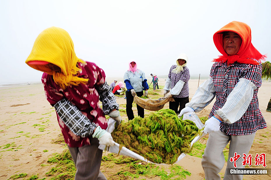 7月6日，青岛沿海海岸各海水浴场、沙滩均不同程度发现浒苔堆积，青岛市正组织有关部门按预案进行浒苔打捞清理工作。