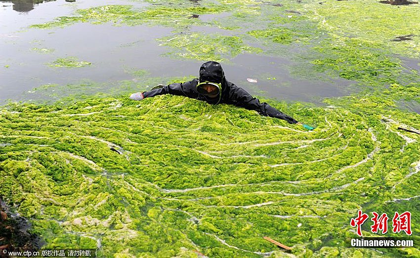 7月6日，青岛，薛先生站在自家的养殖池里，用双手用力向池外清理浒苔，防止浒苔大面积覆盖养殖池后造成海参“缺氧”。