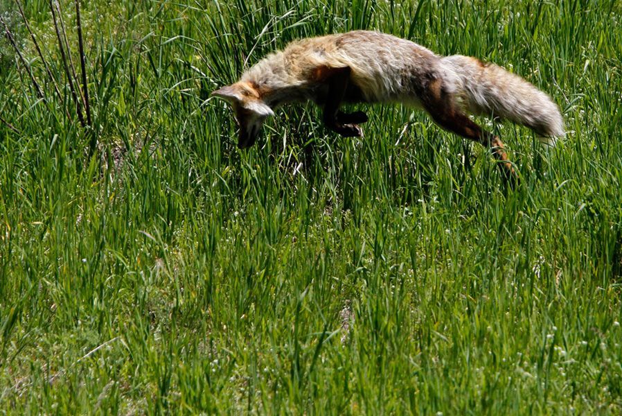 6月24日，黄石公园，一只狐狸在高塔瀑布附近打猎。