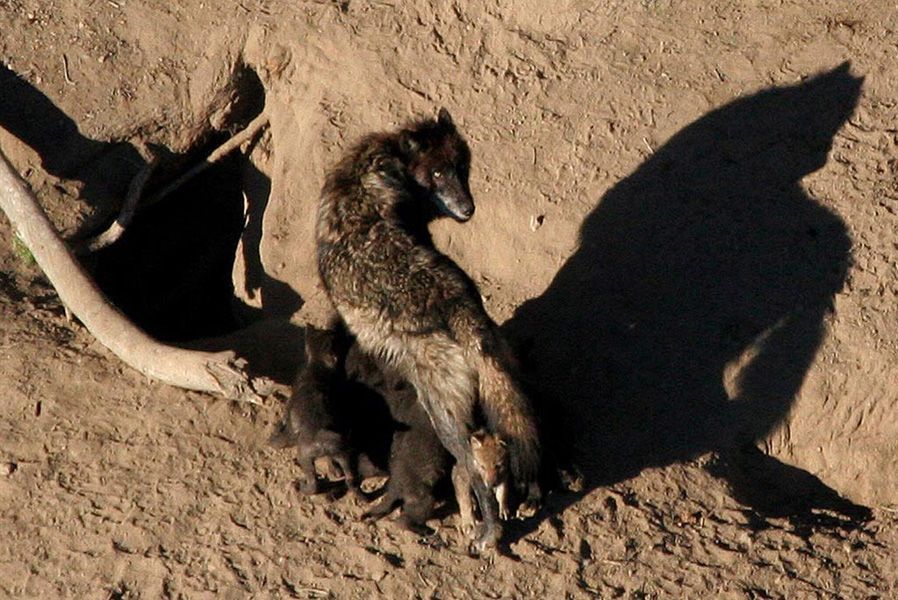5月4日，灰狼和幼仔的全家福。由于美国国会4月通过立法，将灰狼从濒危物种名单中删除，对蒙大拿州和爱达荷州的大约1200只灰狼的保护工作于5月5日正式结束。