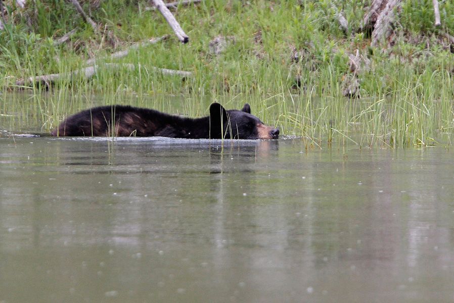 6月20日，黄石公园高塔瀑布附近，一头黑熊在雷尼湖中大秀泳姿。