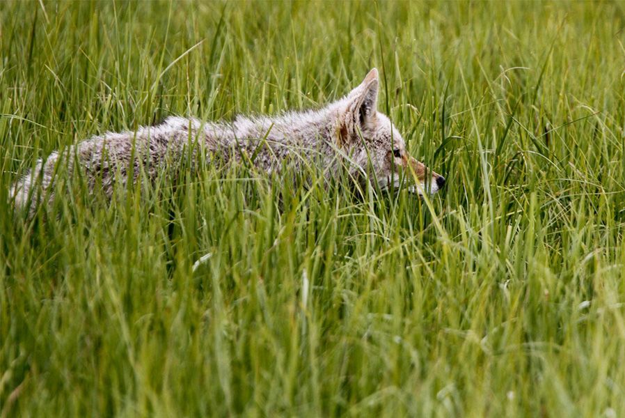 6月20日，黄石国家公园拉马尔谷，一只觅食的草原狼隐藏在草丛中，随时准备出击。