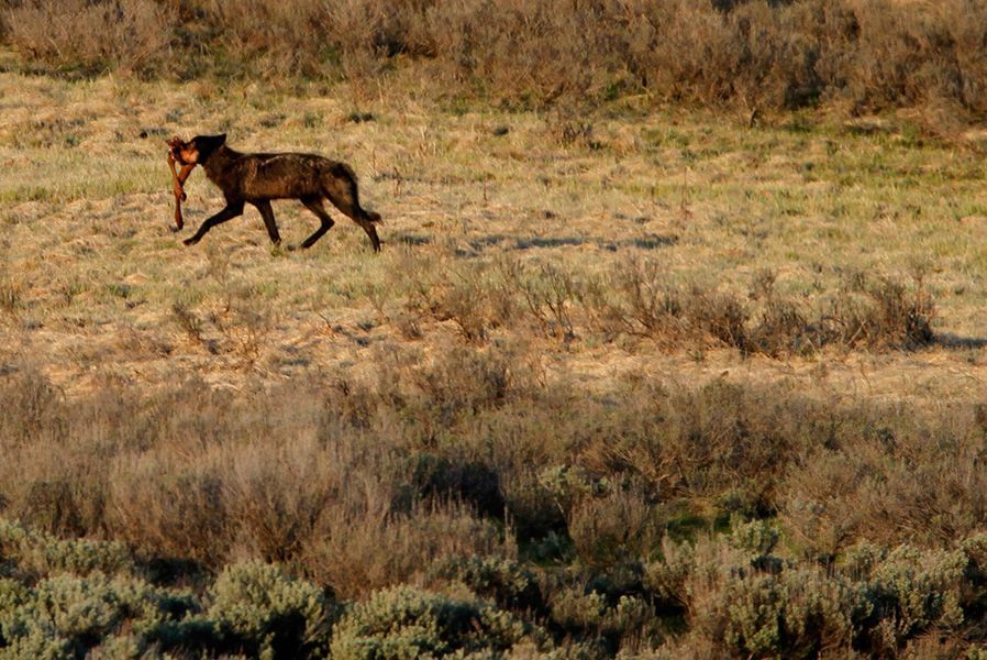 6月20日，黄石公园海登山谷，一只狼叼着两条麋鹿腿穿行在原野上，一副胜利者的姿态。