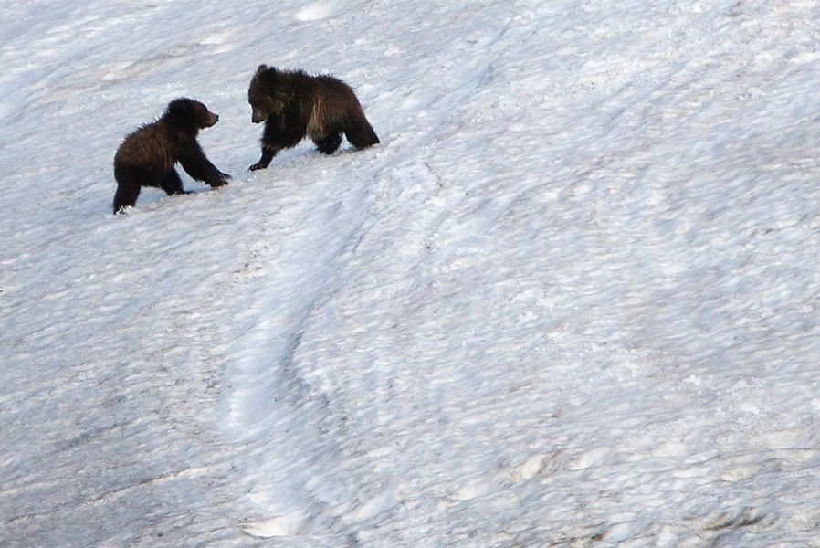 6月24日，黄石国家公园海登山谷，两只大灰熊幼仔在雪地上尽情玩耍。