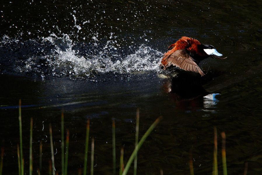 6月24日，黄石国家公园，蓝嘴赤鸭降落到浮岛湖湖面上。