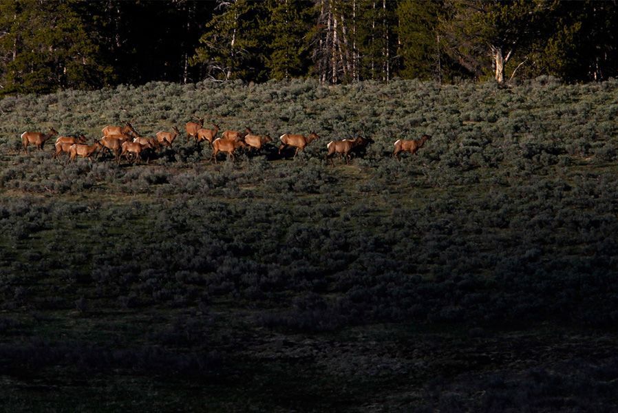 6月21日，黄石国家公园海登山谷，一群麋鹿在原野上闲庭信步。