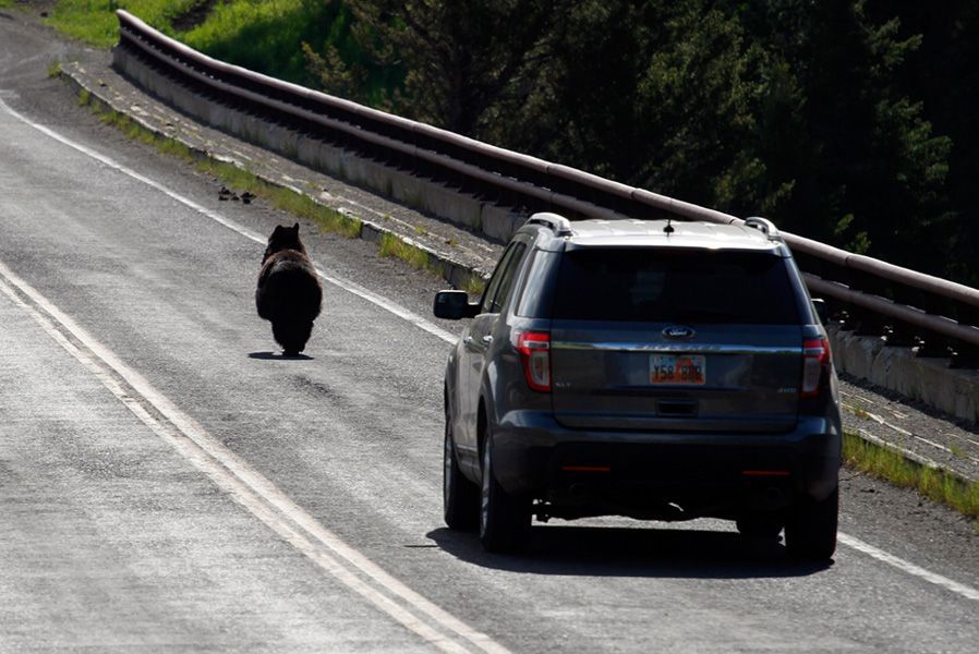 6月24日，拉马尔谷附近的黄石河，一头黑熊在跨河大桥上奔跑，似乎在与汽车比赛。
