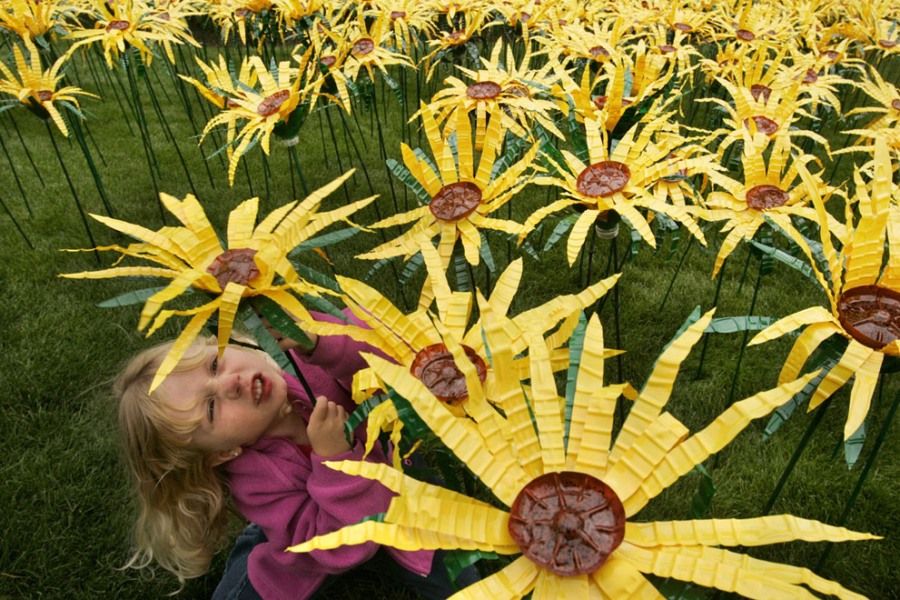 2011年9月21日，来自美国佛罗里达州的礼毕·霍齐思（Libby Hodges）用回收的塑料瓶做成了这些漂亮的向日葵花。这是一个四岁的小女孩在花丛中玩耍。