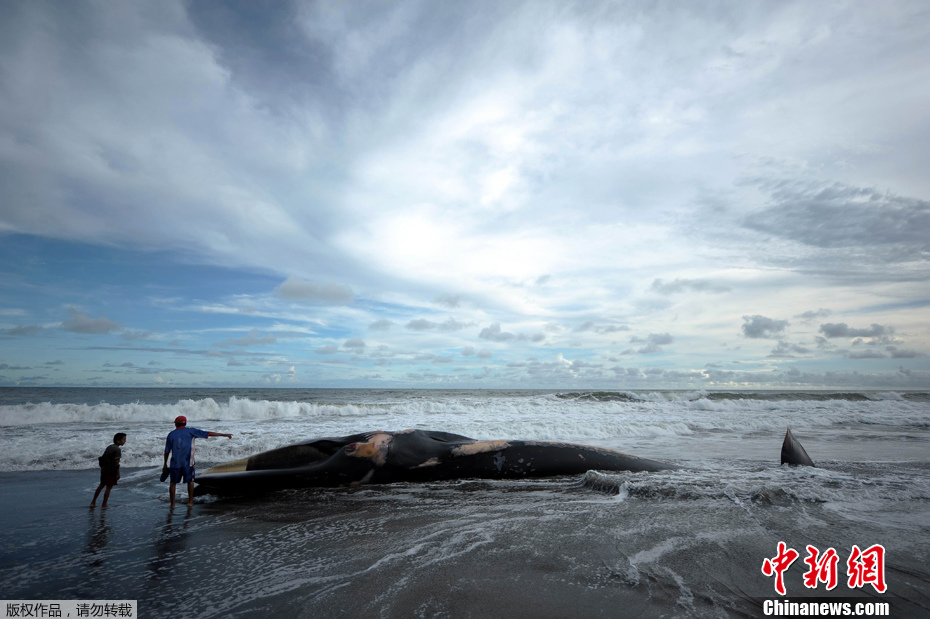 座头鲸在萨尔瓦多海滩搁浅