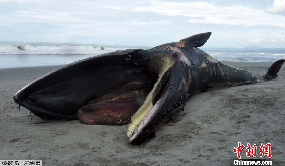 4.5米座头鲸在萨尔瓦多海滩搁浅