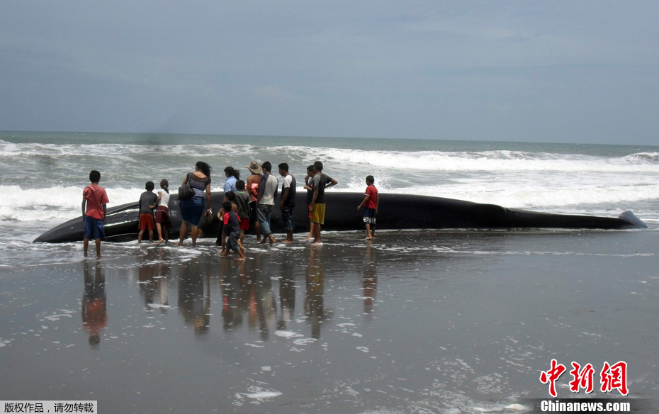 4.5米座头鲸在萨尔瓦多海滩搁浅